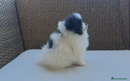 Pomerania perros en venta: Cachorrita Lulu de Pomerania  - Anuncio 2