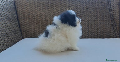 Pomerania perros  Lulu de Pomerania Mini Particolor - Anuncio 6