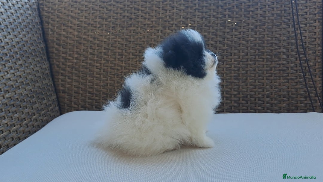 Pomerania perros en venta: Cachorrita Lulu de Pomerania  - Anuncio 2