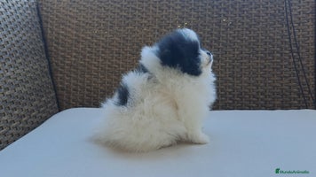 Pomerania perros Lulu de Pomerania Mini Particolor - Anuncio 10
