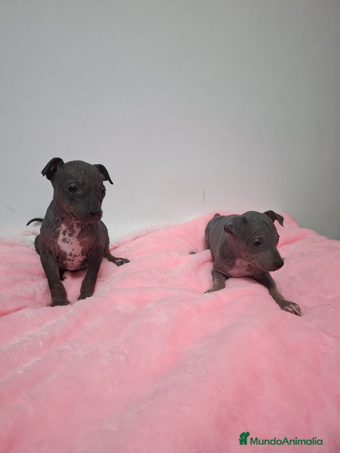 Perro Sin Pelo de Perú perros en venta: American hairles terrier  - Anuncio 2