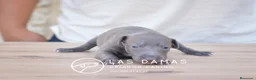 Pequeño Lebrel Italiano perros en venta: Galgo lebrel italiano - Anuncio 5