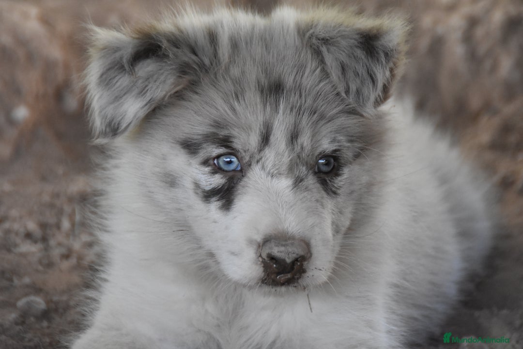 Border Collie perros en venta: MACHO rojo mirlo de Border Collie - Imagen 23