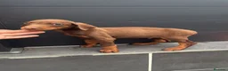 Dobermann perros en venta: Doberman o Dobermann - Anuncio 6