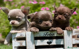 Chihuahua perros en venta: PRECIOSOS CHIHUAHUAS RUSOS CABEZA DE MANZANA - Imagen 4