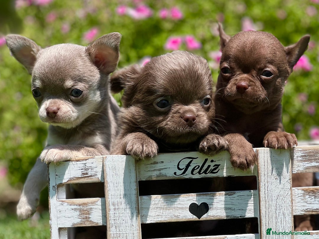 Chihuahua perros en venta: PRECIOSOS CHIHUAHUAS RUSOS CABEZA DE MANZANA - Imagen 4