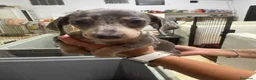 Teckel Miniatura perros en venta: Teckel miniatura - Anuncio 21