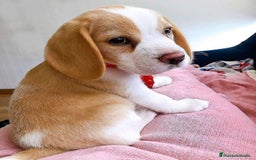 Beagle perros en venta: BEAGLE TODA ESPAÑA  - Anuncio 1