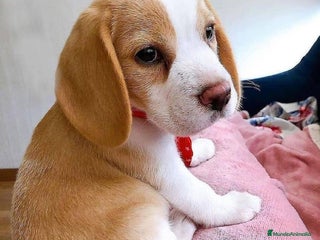Beagle perros BEAGLE TODA ESPAÑA - Anuncio 2
