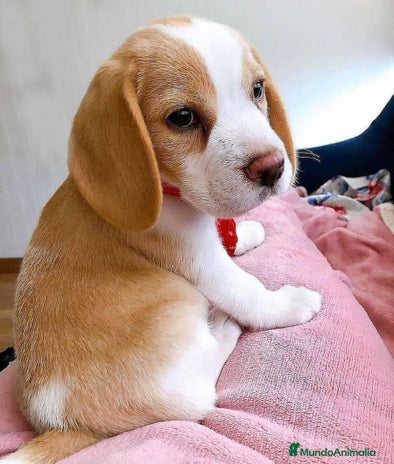 Beagle perros BEAGLE TODA ESPAÑA - Anuncio 1
