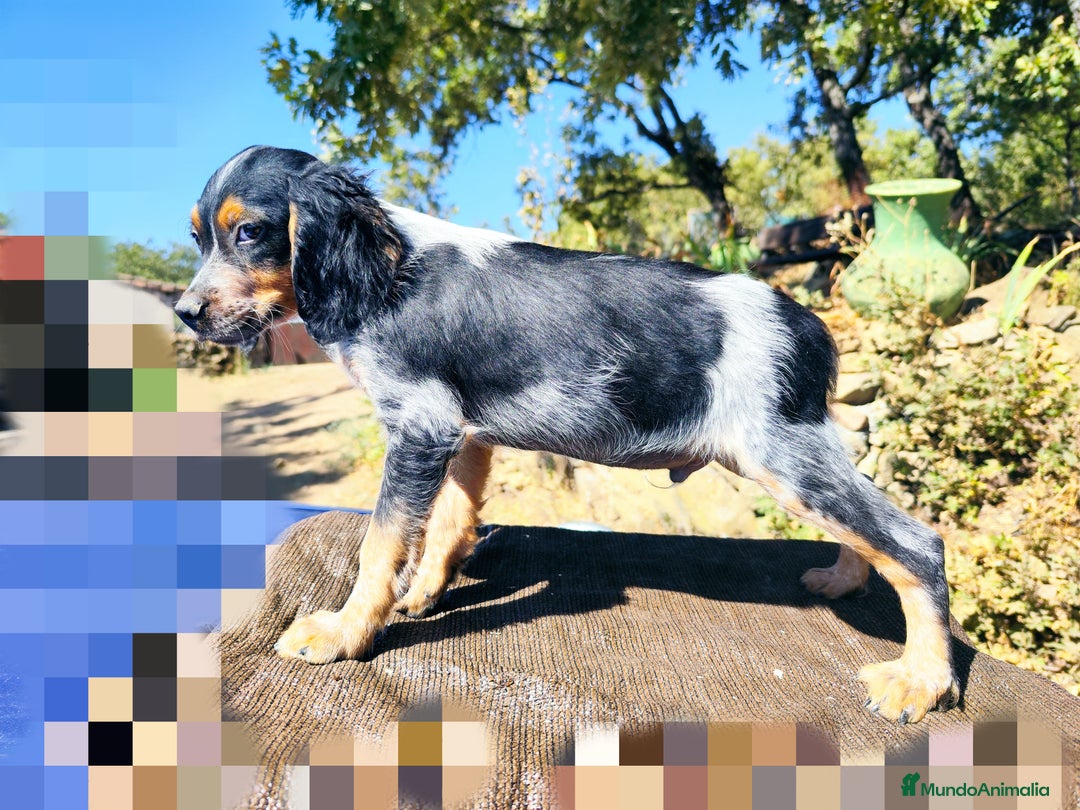 Épagneul Breton perros en venta: ESPAGNEULS BRETON TRICOLORES  - Imagen 2