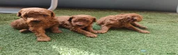 Caniche Toy perros en venta: Preciosos caniches rojos en Madrid - Anuncio 5