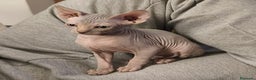 Sphynx gatos en venta: Sphynx exclusivos - Anuncio 5