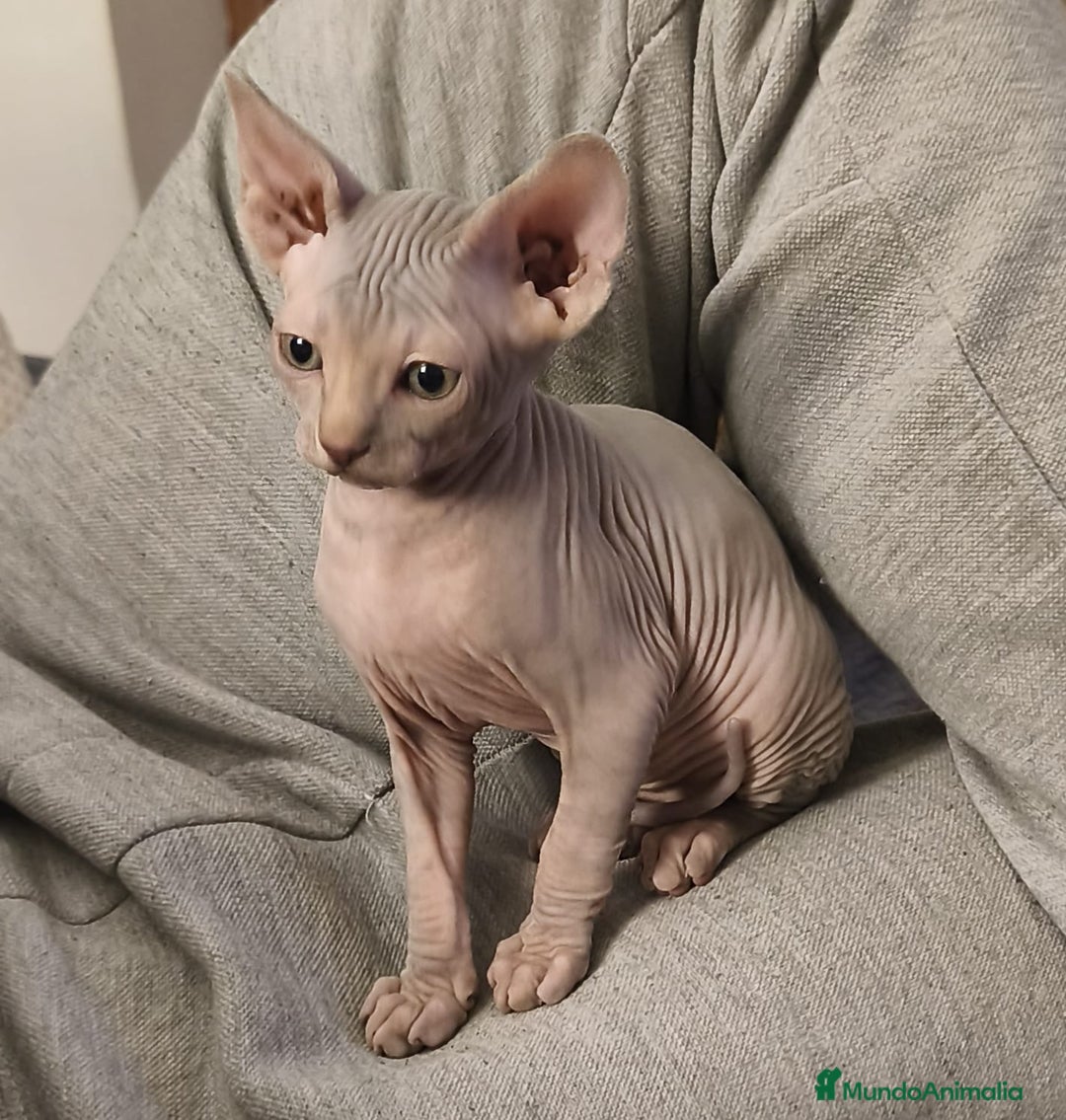 Sphynx gatos en venta: Sphynx exclusivos - Anuncio 5