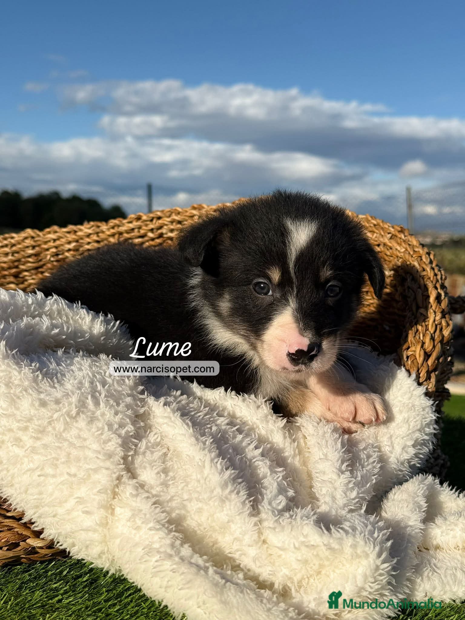 Border Collie perros en venta: BORDER COLLIE TRICOLOR - Anuncio 4