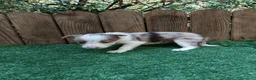 Border Collie perros en venta: Cachorros border collie  - Anuncio 5