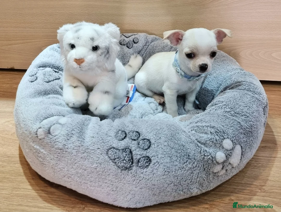 Chihuahua perros en venta: Chihuahuas  en Barcelona - Anuncio 5