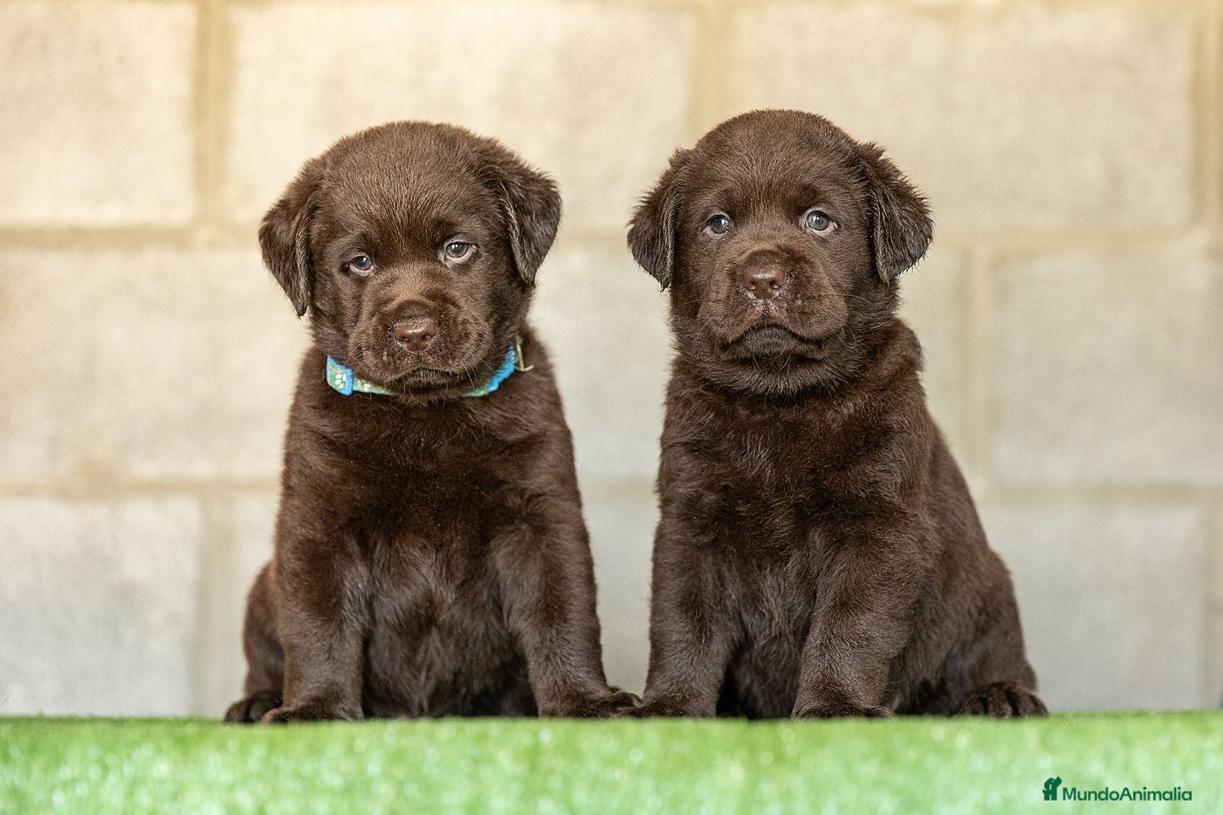 Labrador Retriever perros LABRADOR CHOCOLATE DISPONIBLE - Anuncio 1