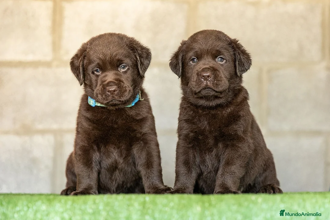 Labrador Retriever perros en venta: LABRADOR CHOCOLATE DISPONIBLE - Anuncio 1