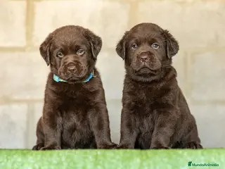 Labrador Retriever perros LABRADOR CHOCOLATE DISPONIBLE - Anuncio 1