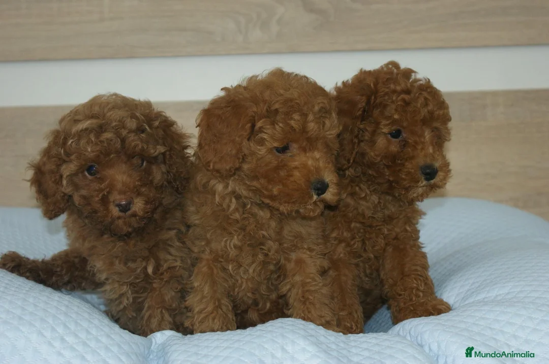 Caniche Toy perros en venta: CACHORROS DE CANICHE TOY ROJO - Anuncio 4