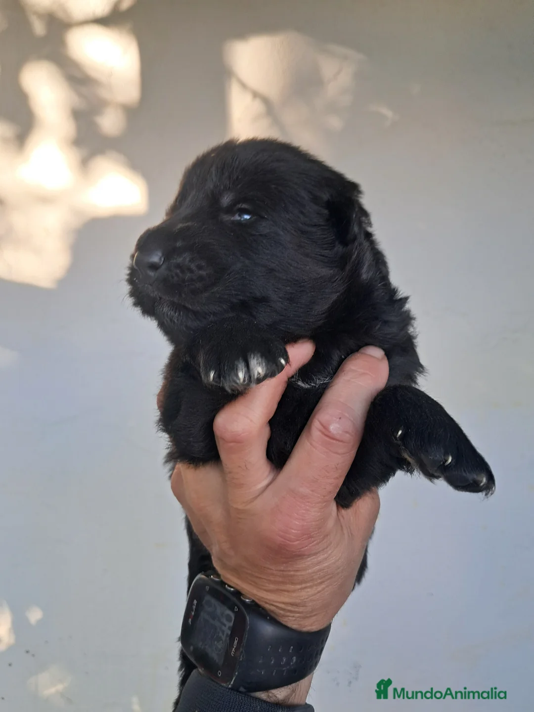 Pastor Alemán perros en venta: Pastor aleman negro - Anuncio 5
