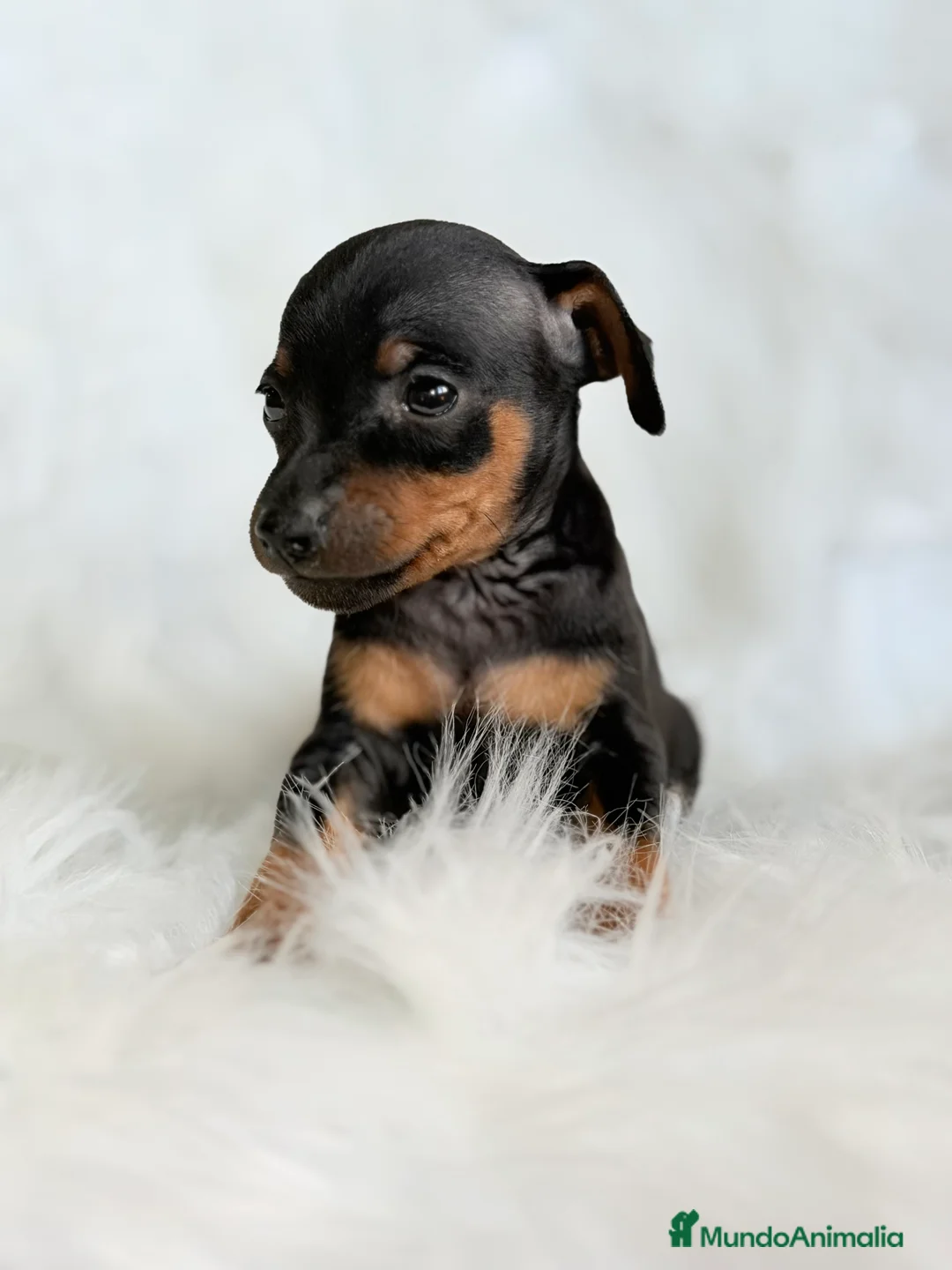 Pinscher Miniatura perros en venta: Minipincher machito  - Anuncio 4