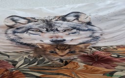 Europeo de Pelo Corto gatos en venta: Gatitos europeos atigrados - Imagen 1