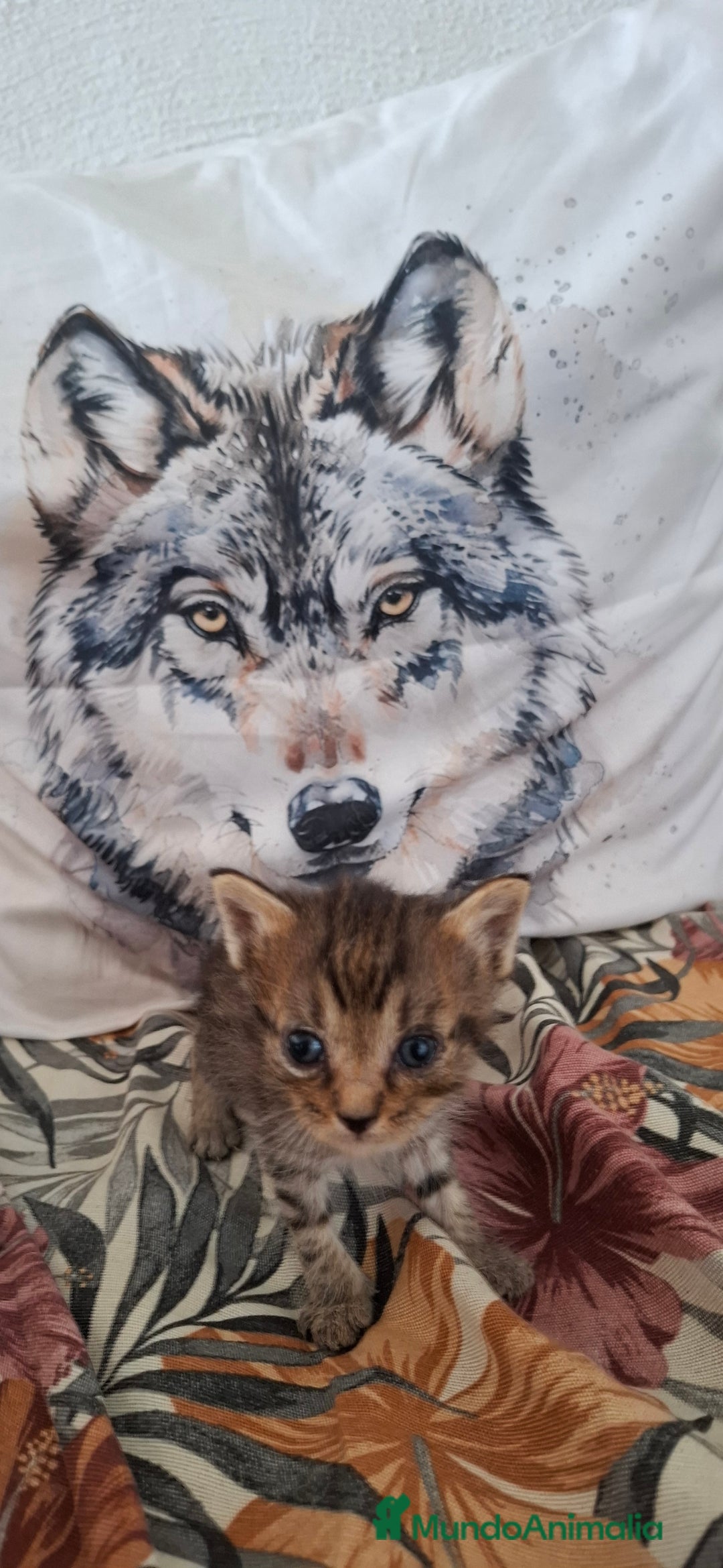 Europeo de Pelo Corto gatos en venta: Gatitos europeos atigrados - Imagen 1