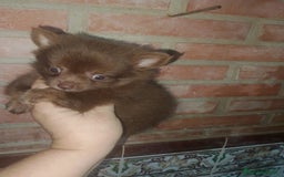 Pomchi perros en venta: Pomchi macho toy chocolate  - Imagen 3