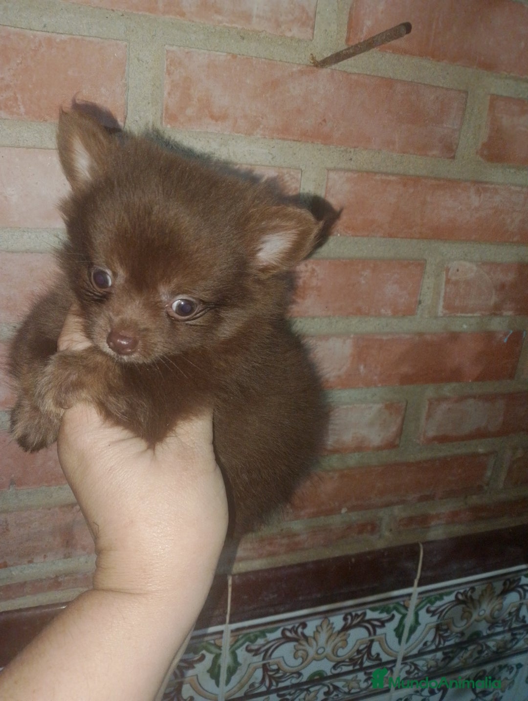 Pomchi perros en venta: Pomchi macho toy chocolate  - Imagen 3