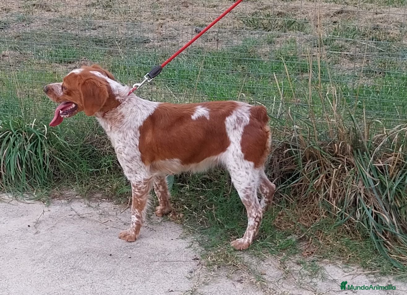 Épagneul Breton perros BRETON - Anuncio 4
