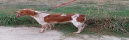 Épagneul Breton perros en venta: BRETON - Anuncio 1