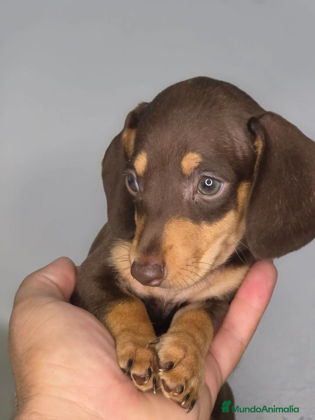 Teckel Miniatura perros en venta: Teckel chocolate inigualables  - Anuncio 2