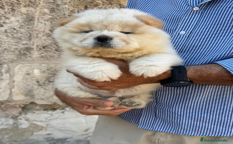 Chow Chow perros vchow chow - Anuncio 1