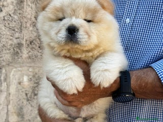 Chow Chow perros vchow chow - Anuncio 1