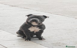 Staffordshire Bull Terrier perros en venta: staffordshire bull terrier - Imagen 3