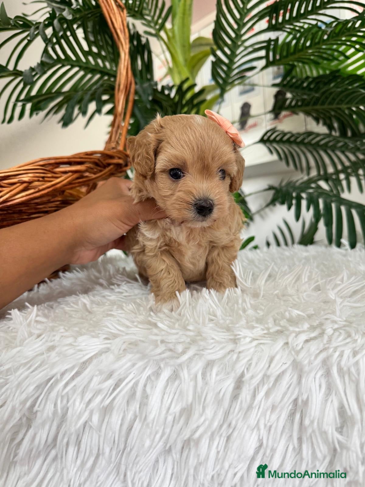 Maltipoo perros MALTIPOO HEMBRA - Anuncio 2