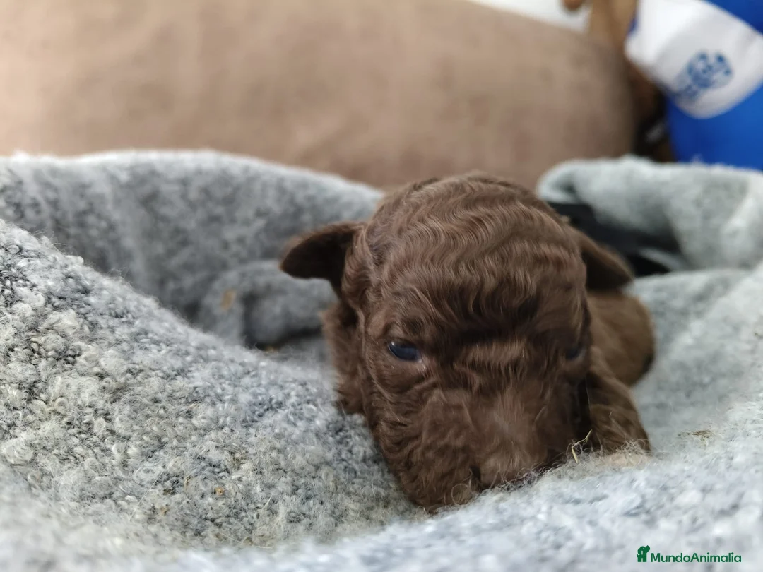 Perro de Agua Español perros en venta: Perro de agua hembra  - Anuncio 2