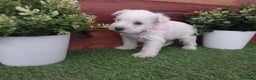 Schnauzer Miniatura perros en venta: Espectaculares schnauzers mini blancos - Anuncio 6