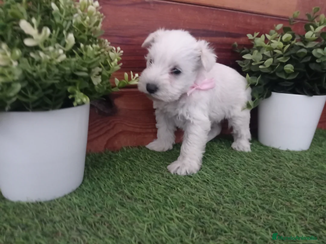 Schnauzer Miniatura perros en venta: Espectaculares schnauzers mini blancos - Anuncio 6