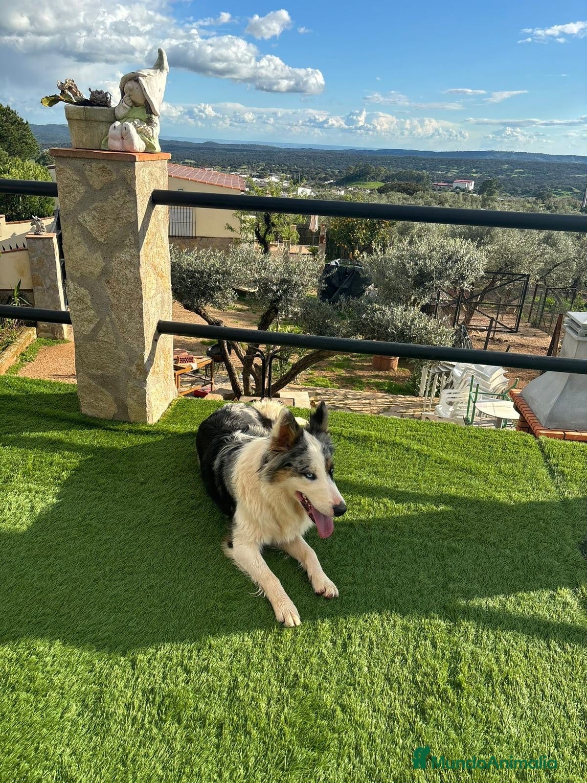 Border Collie perros Cachorros border collie  - Anuncio 1