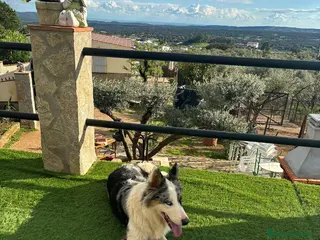 Border Collie perros Cachorros border collie - Anuncio 1
