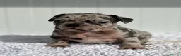Bulldog Francés perros en venta: Bulldog frances Exotic - Anuncio 31