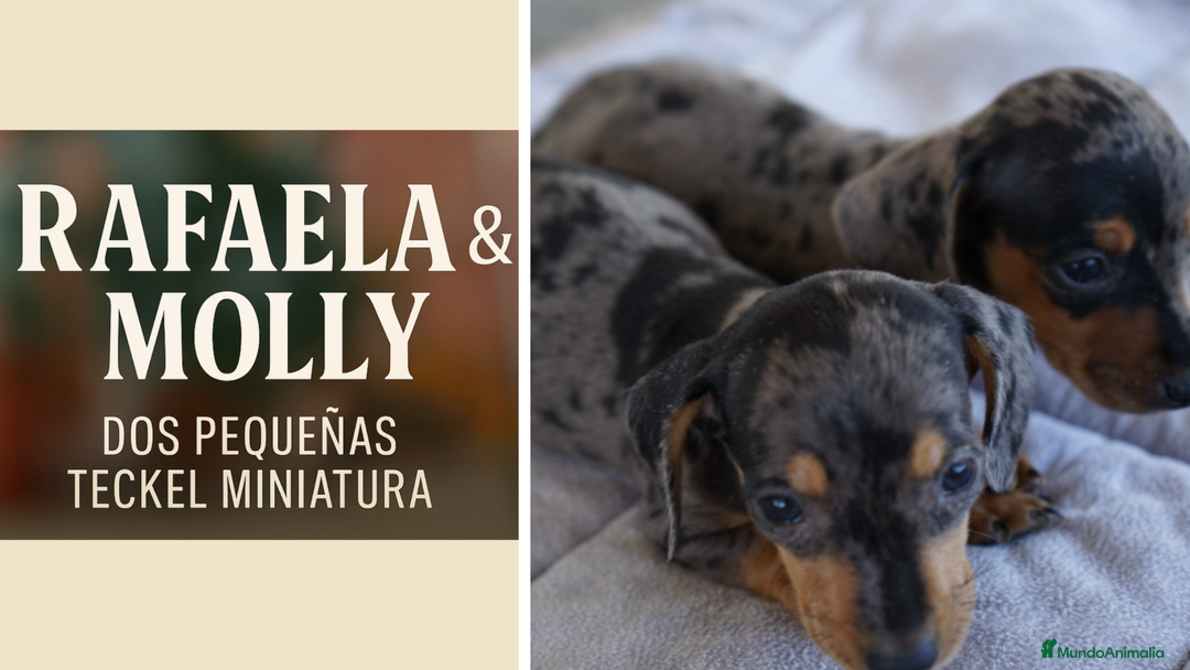 Teckel Miniatura perros en venta: 🐾 Rafaela y Molin – Teckel miniatura merlé 🌌 - Imagen 1