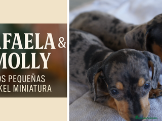 Teckel Miniatura perros - Anuncio 1