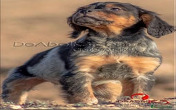 Épagneul Breton perros en venta: DeAbelK3-Epagneul Bretón - www.spanielsbreton.com en Albacete - Imagen 2