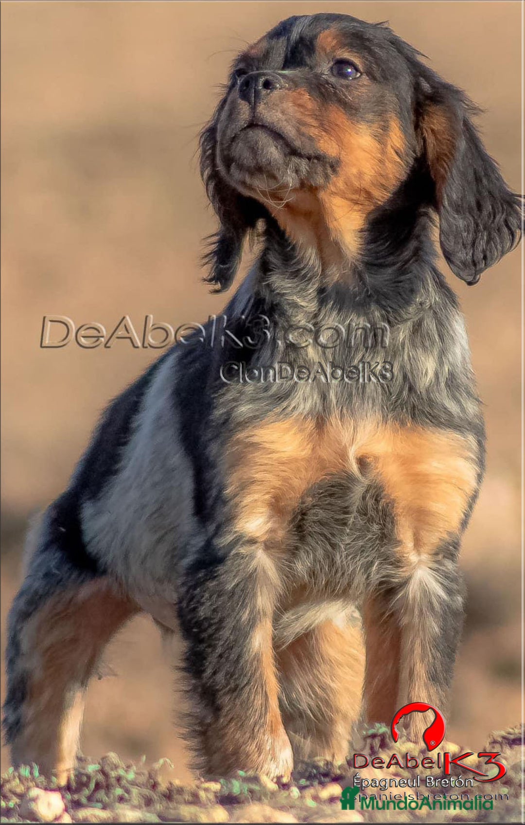 Épagneul Breton perros en venta: DeAbelK3-Epagneul Bretón - www.spanielsbreton.com en Albacete - Imagen 2