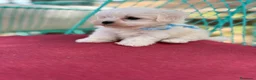 Bichón Maltés perros en venta: Bichon Maltés  - Anuncio 8