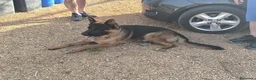 Pastor Alemán perros en venta: Pastores alemanes de calidad  - Anuncio 6